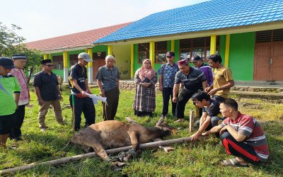 MTs Negeri 2 Empat Lawang Sembelih 2 Ekor Sapi pada Momen Idul Adha 1445 H
